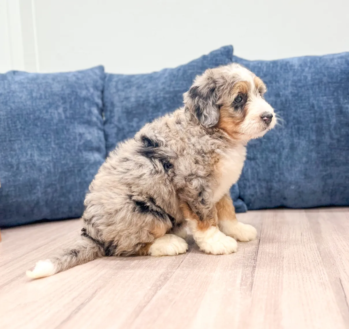 Multigenerational Mini-Bernedoodle puppies from Stony Point Doodles
