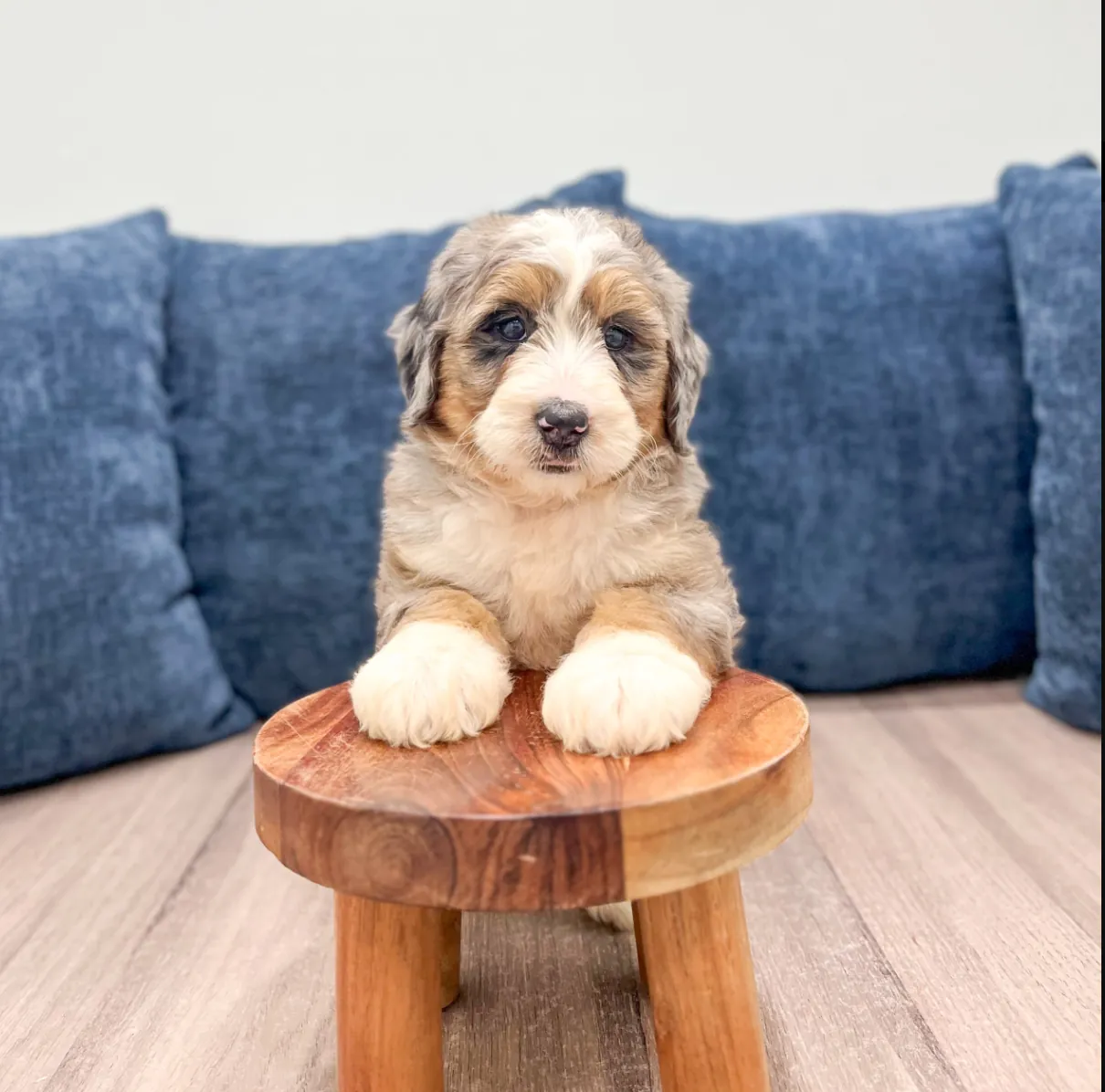 Preparing for a Multigenerational Mini-Bernedoodle puppy