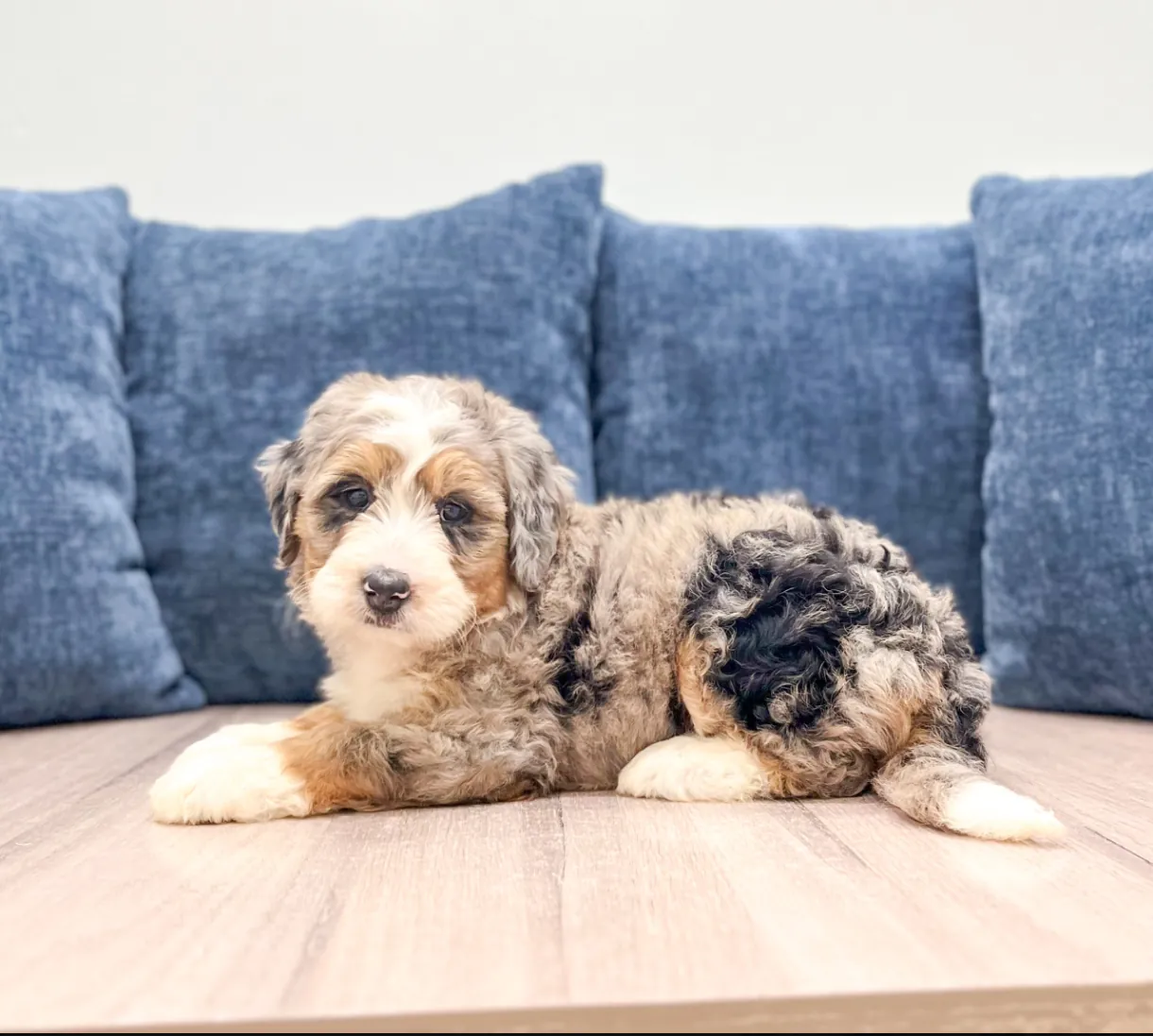 A new Multigenerational Mini-Bernedoodle puppy settling in at home