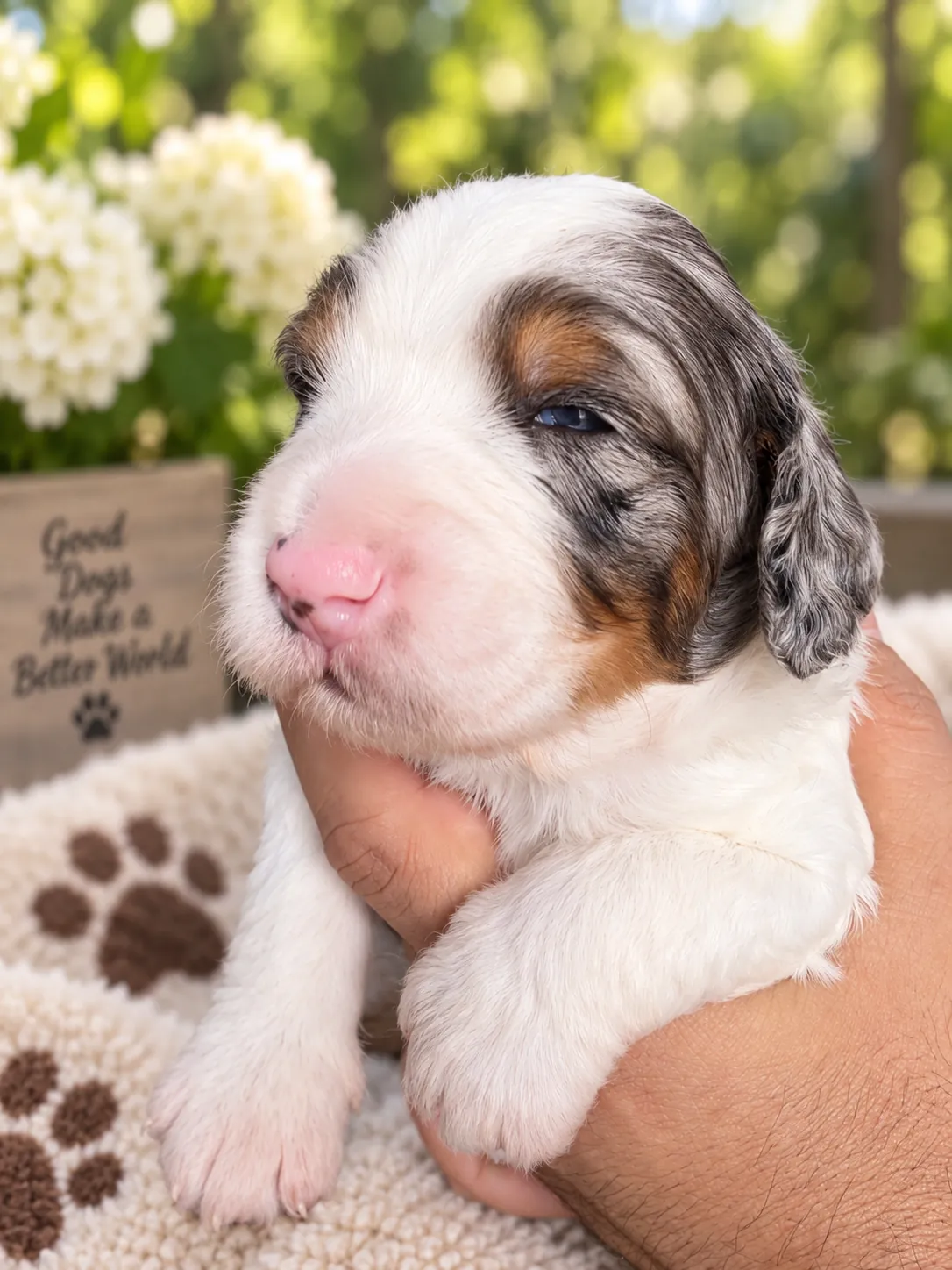 Cooper