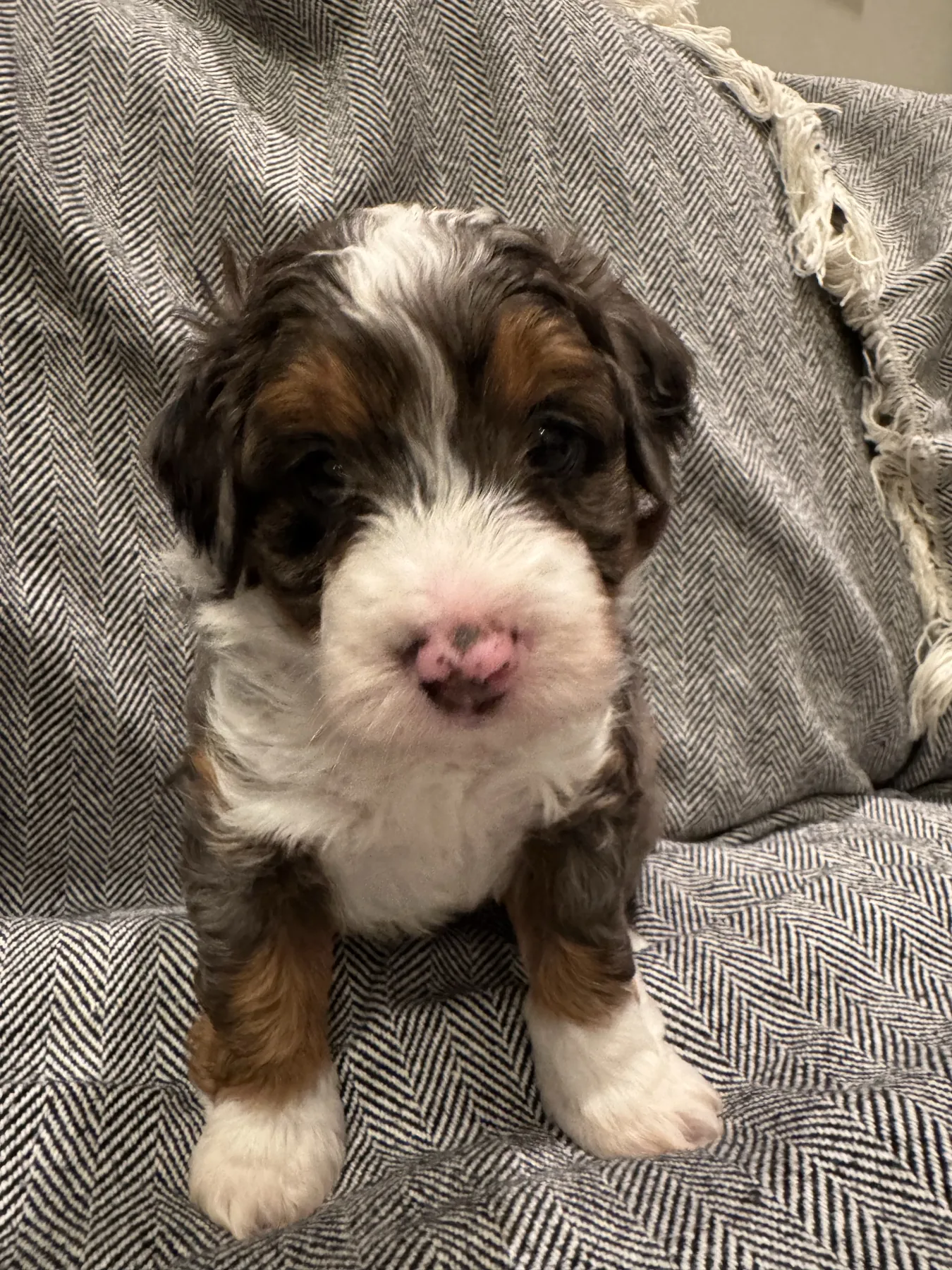 Leo