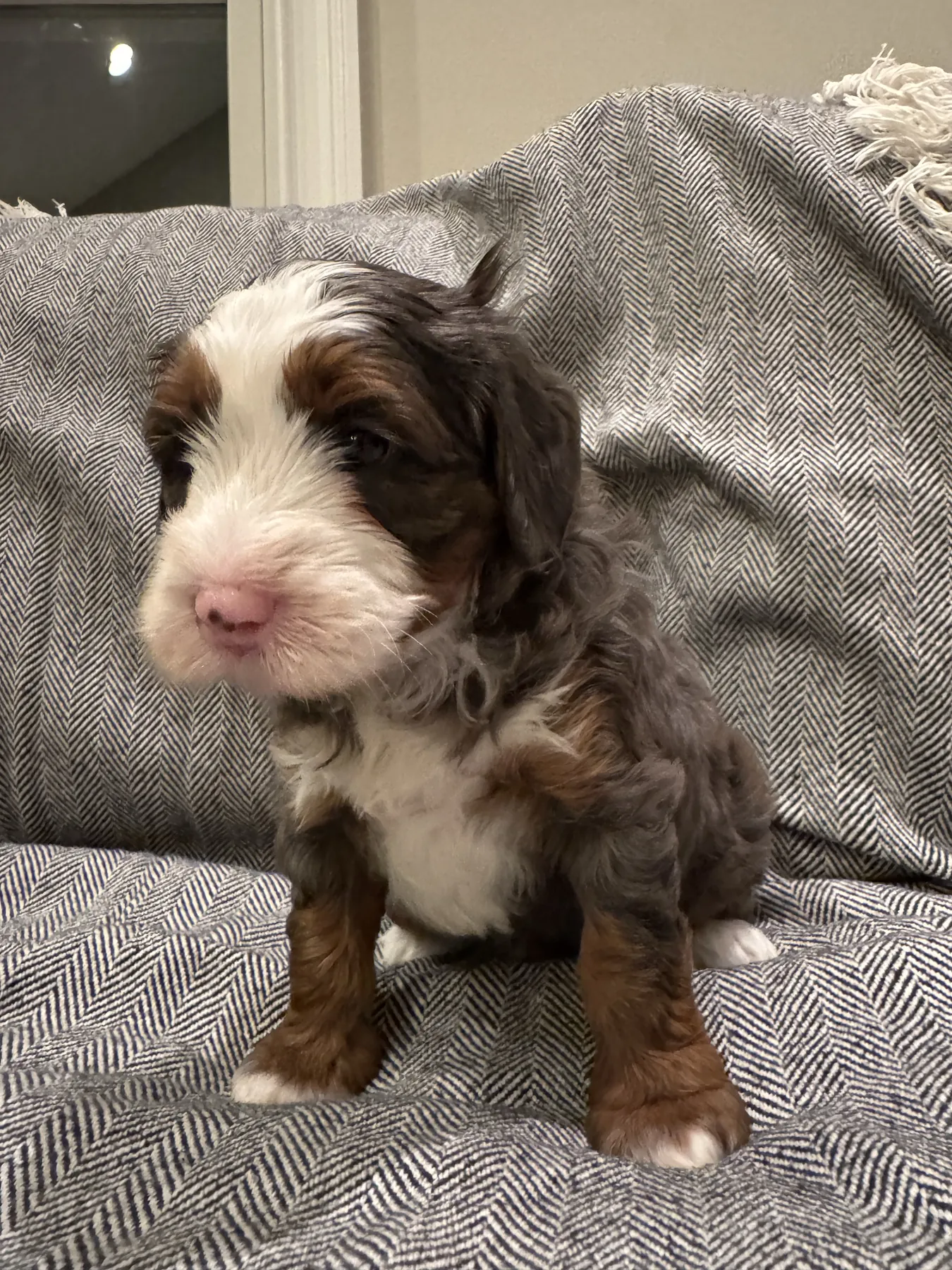 Teddy