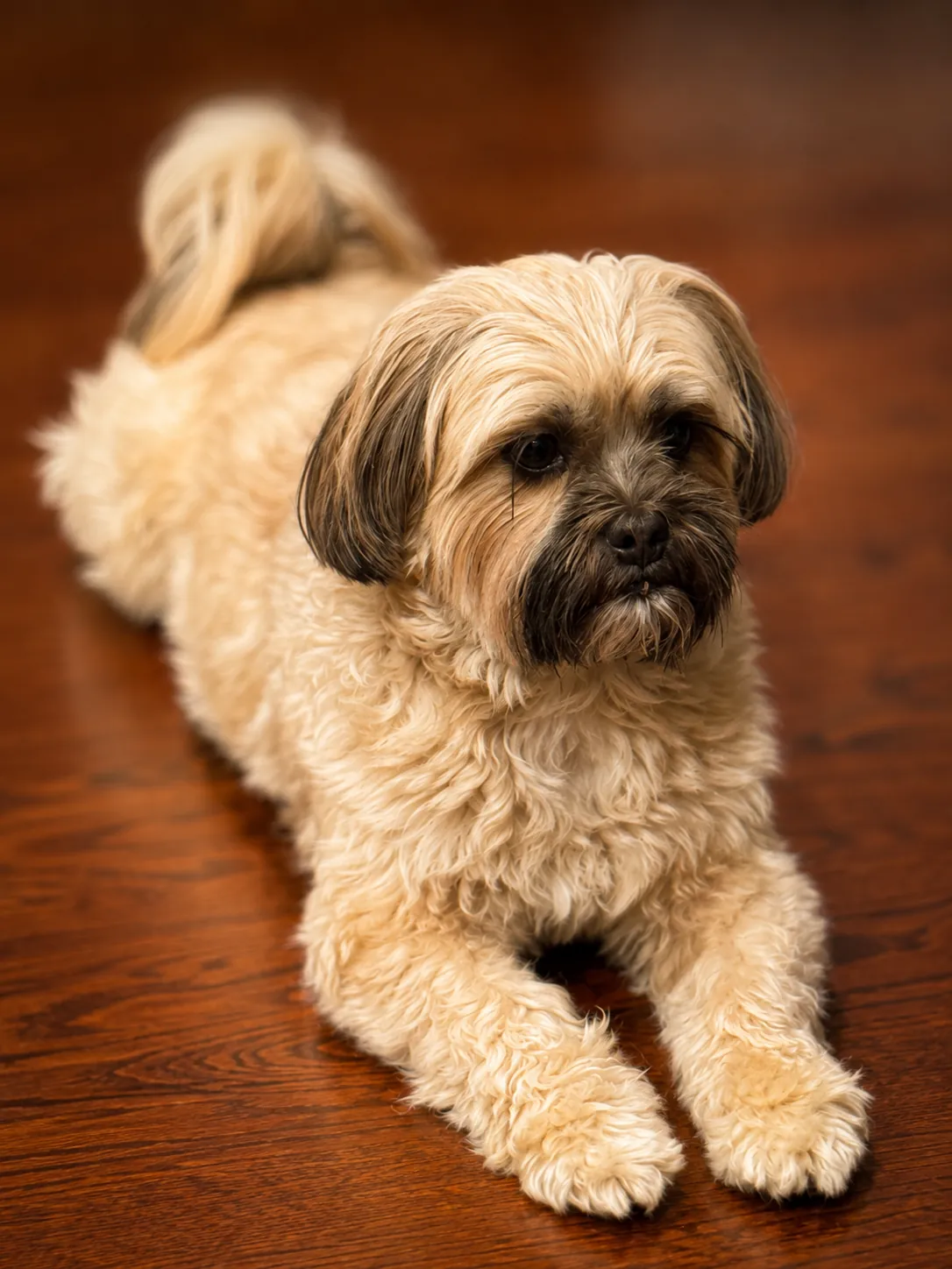 Lulu